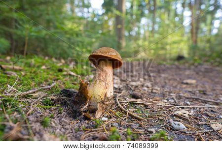 Mushroom along a path at fall