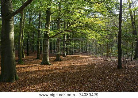 Beech forest in sunlight at fall