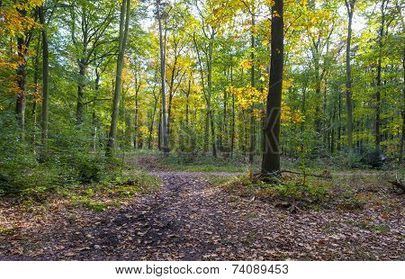 Beech forest in sunlight at fall