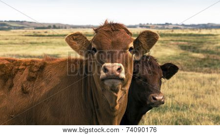Cow and Calf