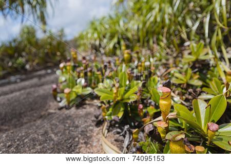 Pitcher Plants On Mahe, Seychelles