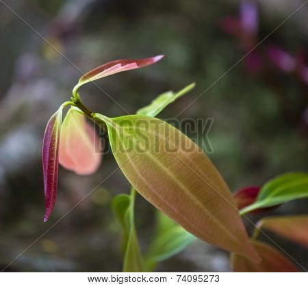 Colorful Leaves On Mahe, Seychelles