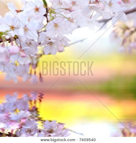 Japanese sakura blossom reflected on the water surface