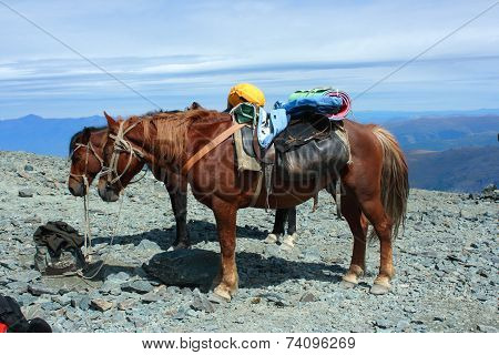 Horses in the mountains.