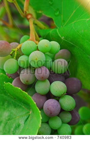 grapes4962