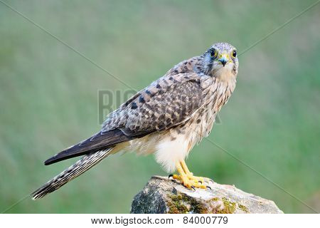 Female Common Kestrel