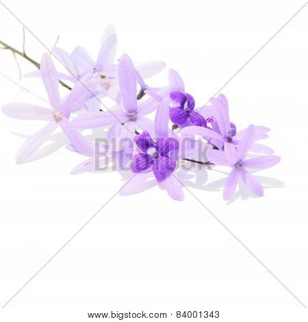 Sandpaper Vine