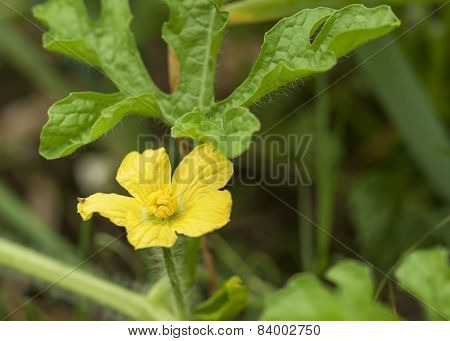 Watermelon Flower
