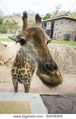 giraffe mammal long neck eating concept