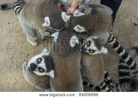 lemur white black brown madagaskar concept