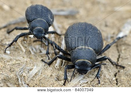 Namib Desert Beetle