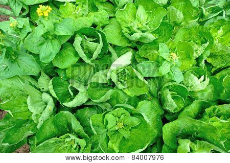 green pak choi crops in growth