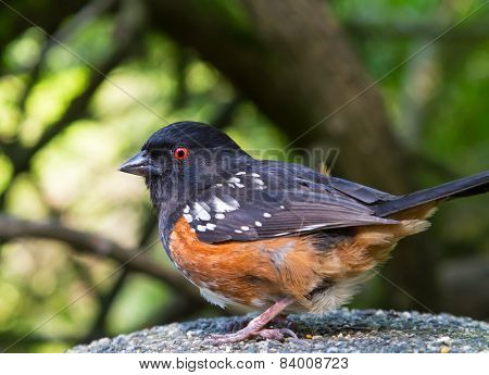 Spotted Towhees bird