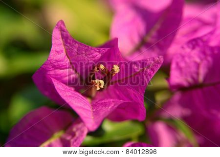 Flower  Imagination