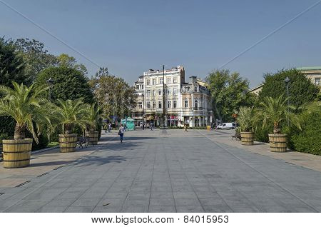 Avenue with palm in Ruse garden