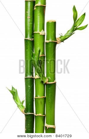 Bamboe