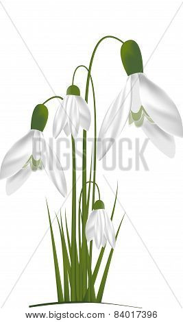 Snowdrops