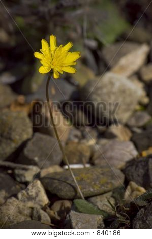 Bellezza giallo