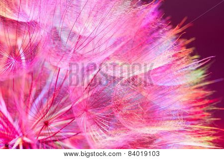 Colorful Pink Pastel Background - Vivid Abstract Dandelion Flower