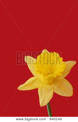 Bulbo fiore