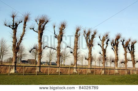 Pruned linden trees