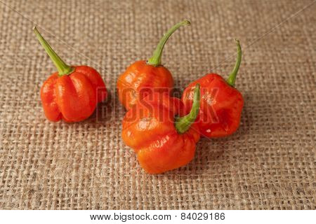 Trinidad Moruga Scorpion Pepper
