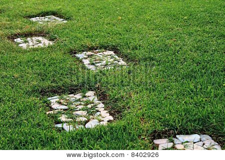 Grass at the summer