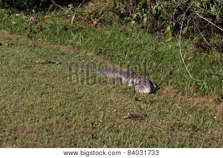 Brazilian Lizard