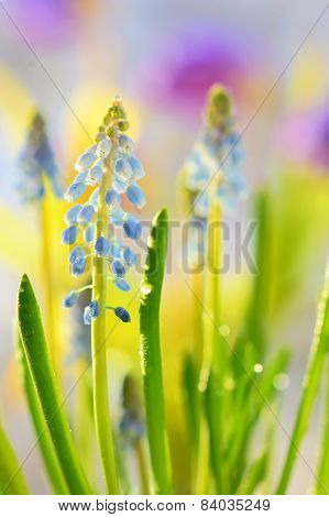 Muscari Neglectum Flowers