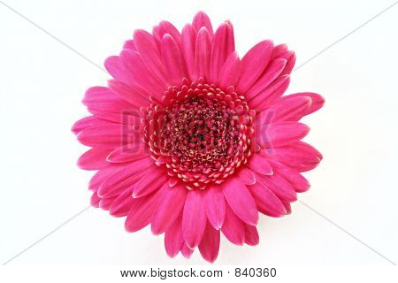 Gerbera Rosa caldo