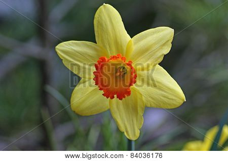 Narcissi