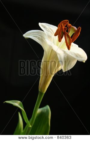 Lily Bud