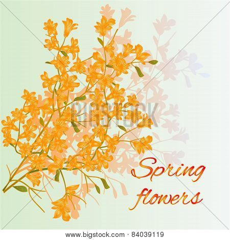 Forsythia Spring Flowers Vector