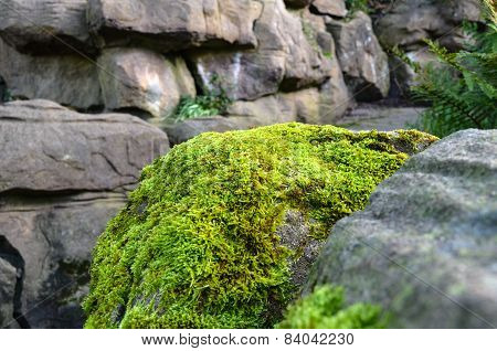 Moss On A Rock