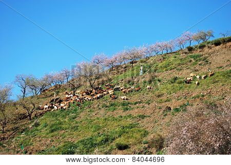 Goats on hillside, Spain.