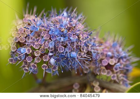 Ironwood Tree Flowers