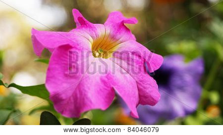 A Close Up Of A Petunia Flower.