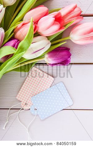 Colorful Tulips On Purple