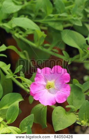 A Pink Hibiscus Flower At The Park