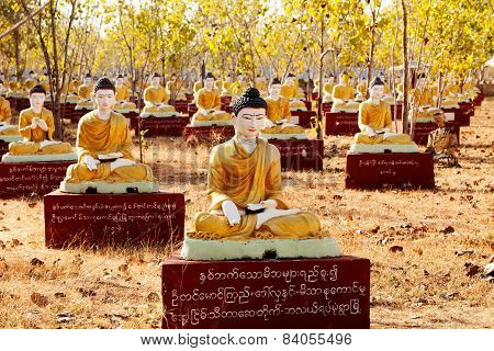 Sitting Buddha statues beneath a Bodhi tree in Monywa Myanmar.