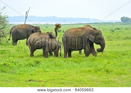 Elephant