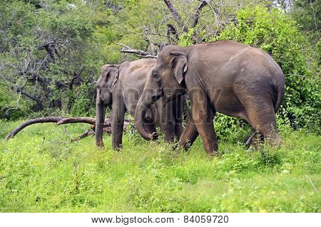Elephant