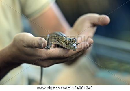 Crocodile