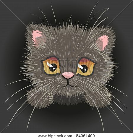 British Kitten