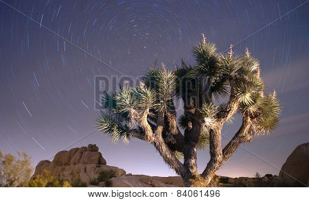 North Star Trails Long Exposure Astronomy Joshua Tree Night Sky