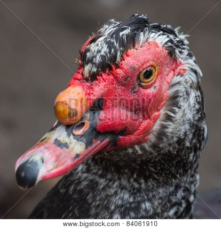Close Up Of A Muscovy Duck Head