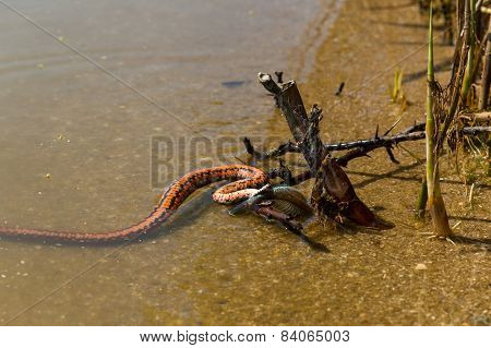 Water Snake