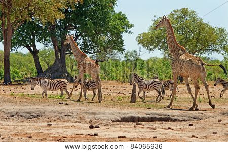 Zebras & Giraffe in Hwange