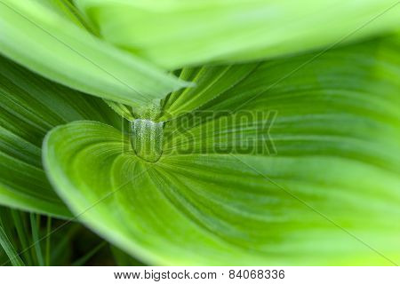 Green Leaves