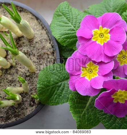 crocuses and primrose.